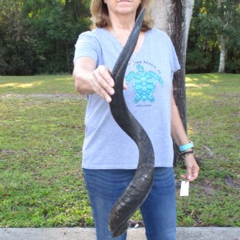 B-Grade Kudu horn for sale measuring 37 inches, for $60