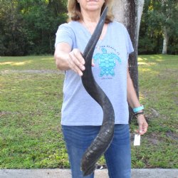 B-Grade Kudu horn for sale measuring 37 inches, for $60