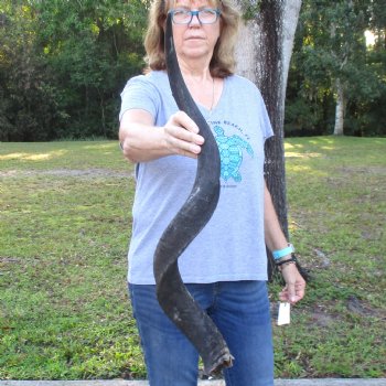 B-Grade Kudu horn for sale measuring 37 inches, for $60