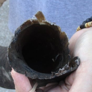 B-Grade Kudu horn for sale measuring 37 inches, for $60