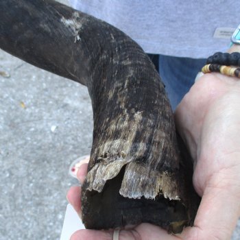 B-Grade Kudu horn for sale measuring 37 inches, for $60