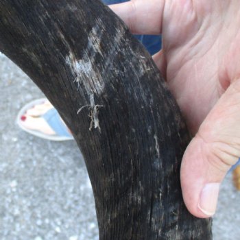B-Grade Kudu horn for sale measuring 37 inches, for $60
