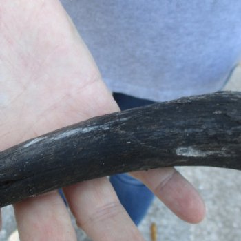 B-Grade Kudu horn for sale measuring 37 inches, for $60
