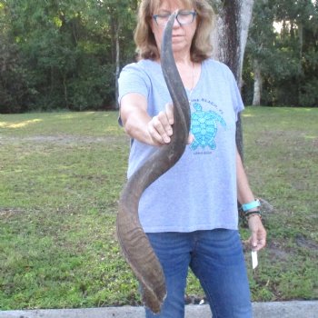 B-Grade Kudu horn for sale measuring 39 inches, for $60