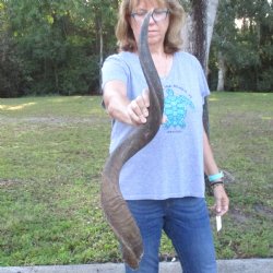 B-Grade Kudu horn for sale measuring 39 inches, for $60