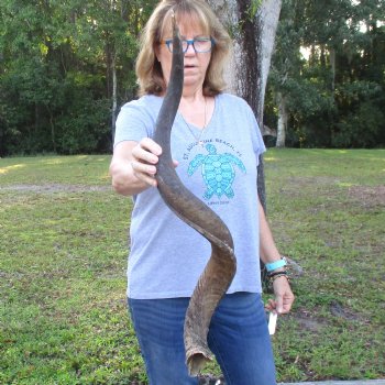 B-Grade Kudu horn for sale measuring 39 inches, for $60