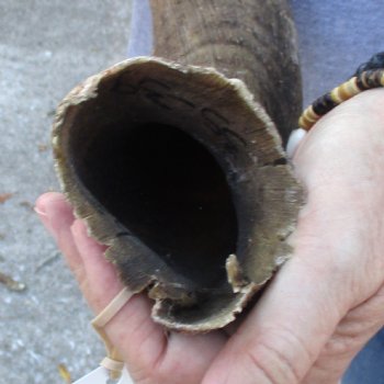 B-Grade Kudu horn for sale measuring 39 inches, for $60