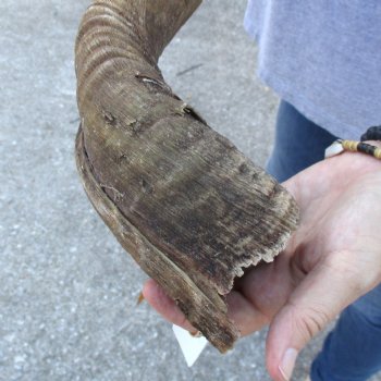 B-Grade Kudu horn for sale measuring 39 inches, for $60