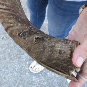 B-Grade Kudu horn for sale measuring 39 inches, for $60