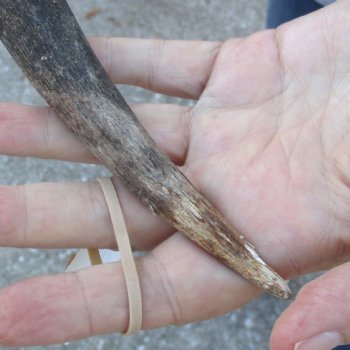 B-Grade Kudu horn for sale measuring 39 inches, for $60