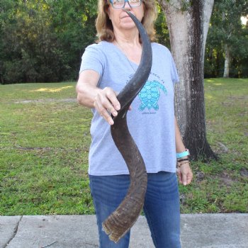B-Grade Kudu horn for sale measuring 37 inches, for $60