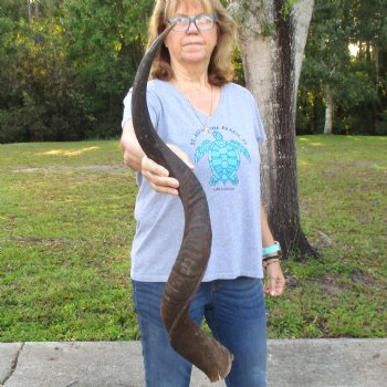 B-Grade Kudu horn for sale measuring 37 inches, for $60