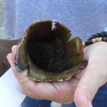 B-Grade Kudu horn for sale measuring 37 inches, for $60