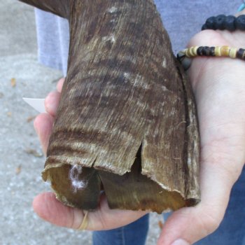 B-Grade Kudu horn for sale measuring 37 inches, for $60