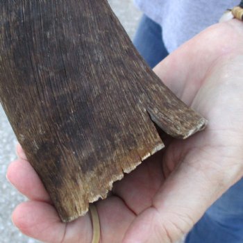 B-Grade Kudu horn for sale measuring 37 inches, for $60