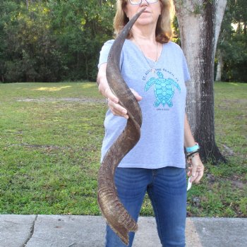 B-Grade Kudu horn for sale measuring 38 inches, for $60