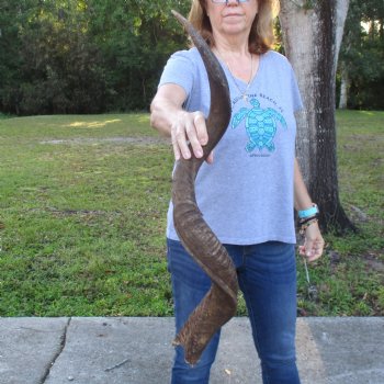 B-Grade Kudu horn for sale measuring 38 inches, for $60