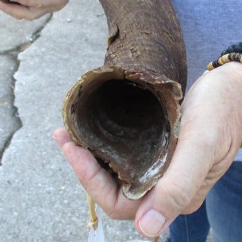 B-Grade Kudu horn for sale measuring 38 inches, for $60