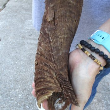 B-Grade Kudu horn for sale measuring 38 inches, for $60