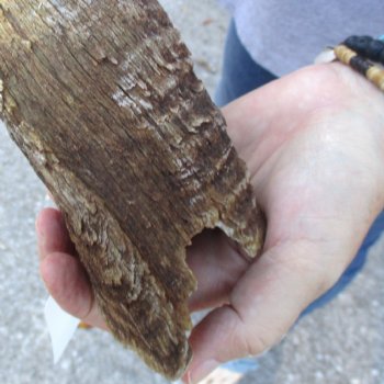 B-Grade Kudu horn for sale measuring 38 inches, for $60