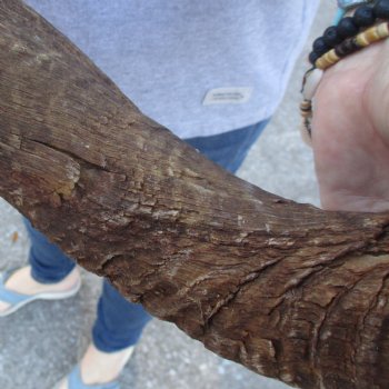 B-Grade Kudu horn for sale measuring 38 inches, for $60