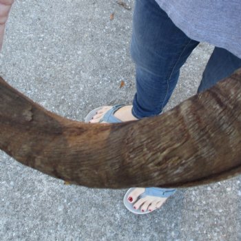 B-Grade Kudu horn for sale measuring 38 inches, for $60
