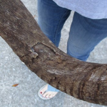 B-Grade Kudu horn for sale measuring 38 inches, for $60