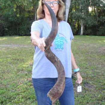 B-Grade Kudu horn for sale measuring 39 inches, for $60