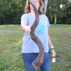 B-Grade Kudu horn for sale measuring 39 inches, for $60