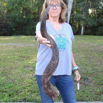 B-Grade Kudu horn for sale measuring 39 inches, for $60