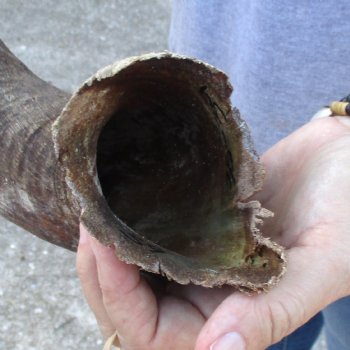 B-Grade Kudu horn for sale measuring 39 inches, for $60