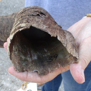 B-Grade Kudu horn for sale measuring 39 inches, for $60