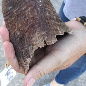 B-Grade Kudu horn for sale measuring 39 inches, for $60