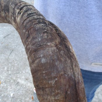 B-Grade Kudu horn for sale measuring 39 inches, for $60
