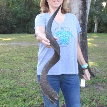 B-Grade Kudu horn for sale measuring 39 inches, for $60