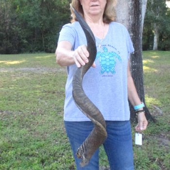 B-Grade Kudu horn for sale measuring 39 inches, for $60