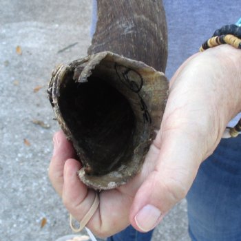 B-Grade Kudu horn for sale measuring 39 inches, for $60