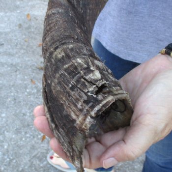 B-Grade Kudu horn for sale measuring 39 inches, for $60