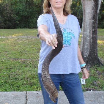 B-Grade Kudu horn for sale measuring 32 inches, for $40