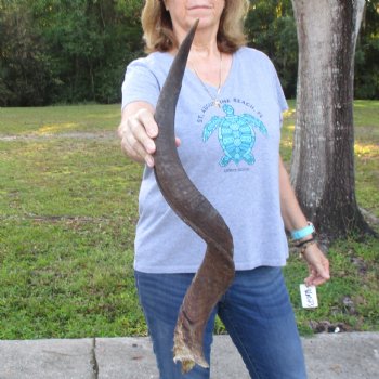 B-Grade Kudu horn for sale measuring 32 inches, for $40