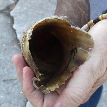 B-Grade Kudu horn for sale measuring 32 inches, for $40