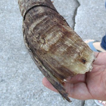 B-Grade Kudu horn for sale measuring 32 inches, for $40