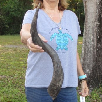 B-Grade Kudu horn for sale measuring 26 inches, for $33