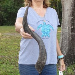 B-Grade Kudu horn f...