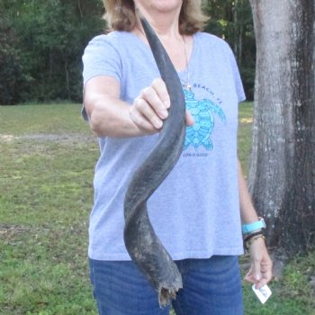 B-Grade Kudu horn for sale measuring 26 inches, for $33