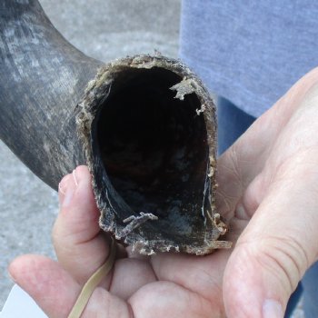 B-Grade Kudu horn for sale measuring 26 inches, for $33