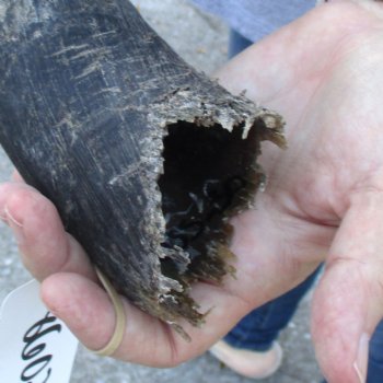 B-Grade Kudu horn for sale measuring 26 inches, for $33