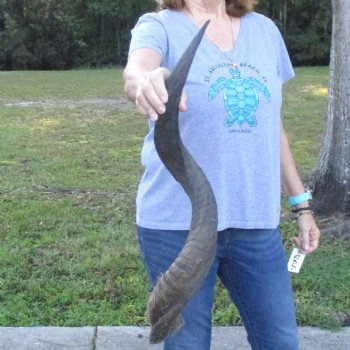 B-Grade Kudu horn for sale measuring 31 inches, for $40