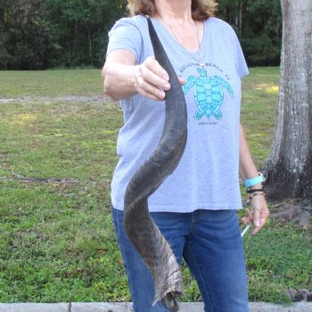B-Grade Kudu horn for sale measuring 31 inches, for $40