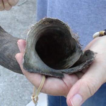 B-Grade Kudu horn for sale measuring 31 inches, for $40